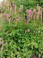 pink Garden Flowers Burnet, Sanguisorba Photo, cultivation and description, characteristics and growing