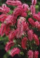 burgundy Garden Flowers Burnet, Sanguisorba Photo, cultivation and description, characteristics and growing
