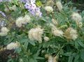 white Garden Flowers Burnet, Sanguisorba Photo, cultivation and description, characteristics and growing