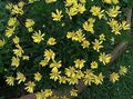yellow Garden Flowers Bush Daisy, Green Euryops Photo, cultivation and description, characteristics and growing