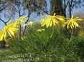 gul Trädgårdsblommor Buske Daisy, Grönt Euryops Fil, uppodling och beskrivning, egenskaper och odling