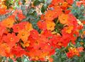 Bilde Bush Fiolett, Safir Blomst beskrivelse, kjennetegn og voksende
