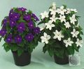 white Bush Violet, Sapphire Flower, Browallia Photo, cultivation and description, characteristics and growing