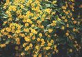 yellow Butter Daisy, Melampodium, Gold Medallion Flower, Star Daisy, Melampodium paludosum Photo, cultivation and description, characteristics and growing