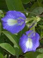 blue Garden Flowers Butterfly Pea, Clitoria ternatea Photo, cultivation and description, characteristics and growing