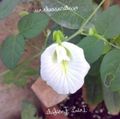white Garden Flowers Butterfly Pea, Clitoria ternatea Photo, cultivation and description, characteristics and growing