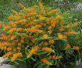 orange Garden Flowers Butterflyweed, Asclepias tuberosa Photo, cultivation and description, characteristics and growing