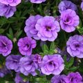 lilac Garden Flowers Calibrachoa, Million Bells Photo, cultivation and description, characteristics and growing