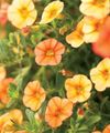 narancs Kerti Virágok Calibrachoa, Millió Harangok fénykép, termesztés és leírás, jellemzők és növekvő