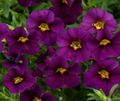 purple Garden Flowers Calibrachoa, Million Bells Photo, cultivation and description, characteristics and growing