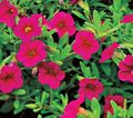 rózsaszín Kerti Virágok Calibrachoa, Millió Harangok fénykép, termesztés és leírás, jellemzők és növekvő