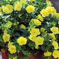 sárga Kerti Virágok Calibrachoa, Millió Harangok fénykép, termesztés és leírás, jellemzők és növekvő