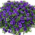 kék Kerti Virágok Calibrachoa, Millió Harangok fénykép, termesztés és leírás, jellemzők és növekvő