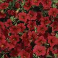 piros Kerti Virágok Calibrachoa, Millió Harangok fénykép, termesztés és leírás, jellemzők és növekvő