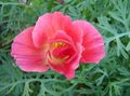 pink Garden Flowers California Poppy, Eschscholzia californica Photo, cultivation and description, characteristics and growing