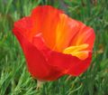 red Garden Flowers California Poppy, Eschscholzia californica Photo, cultivation and description, characteristics and growing