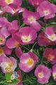 lilac Garden Flowers California Poppy, Eschscholzia californica Photo, cultivation and description, characteristics and growing