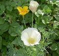 white Garden Flowers California Poppy, Eschscholzia californica Photo, cultivation and description, characteristics and growing