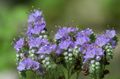 light blue Californian bluebell, Lacy Phacelia, Blue Curls, Caterpillar, Fiddleneck, Spider Flower, Wild Heliotrope Photo, cultivation and description, characteristics and growing