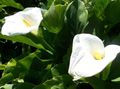ホワイト 庭の花 オランダカイウユリ、ポトスのユリ, Calla フォト, 栽培 と 説明, 特性 と 成長