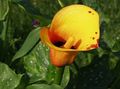 orange Garden Flowers Calla Lily, Arum Lily Photo, cultivation and description, characteristics and growing