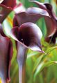 ブルゴーニュ 庭の花 オランダカイウユリ、ポトスのユリ, Calla フォト, 栽培 と 説明, 特性 と 成長