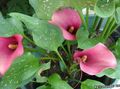 ピンク 庭の花 オランダカイウユリ、ポトスのユリ, Calla フォト, 栽培 と 説明, 特性 と 成長