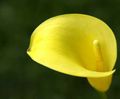 黄 庭の花 オランダカイウユリ、ポトスのユリ, Calla フォト, 栽培 と 説明, 特性 と 成長