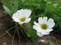 bijela Vrtne Cvjetovi Callianthemum Foto, uzgajanje i opis, karakteristike i uzgoj