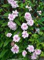pink Have Blomster Calystegia, Calystegia pubescens Foto, dyrkning og beskrivelse, egenskaber og voksende