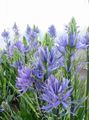 svetlo modra Vrtno Cvetje Camassia fotografija, gojenje in opis, značilnosti in rast