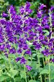 パープル 庭の花 カンパニュラ、キキョウ, Campanula フォト, 栽培 と 説明, 特性 と 成長