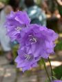 lilac Campanula, Bellflower Photo, cultivation and description, characteristics and growing