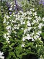 ホワイト 庭の花 カンパニュラ、キキョウ, Campanula フォト, 栽培 と 説明, 特性 と 成長