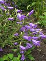 パープル 庭の花 カンパニュラ、キキョウ, Campanula フォト, 栽培 と 説明, 特性 と 成長