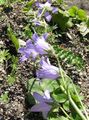 ライラック 庭の花 カンパニュラ、キキョウ, Campanula フォト, 栽培 と 説明, 特性 と 成長