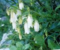 white Campanula, Bellflower Photo, cultivation and description, characteristics and growing