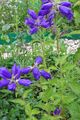 青 庭の花 カンパニュラ、キキョウ, Campanula フォト, 栽培 と 説明, 特性 と 成長