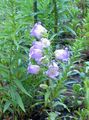 ライトブルー 庭の花 カンパニュラ、キキョウ, Campanula フォト, 栽培 と 説明, 特性 と 成長