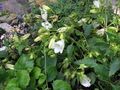 white Campanula, Italian Bellflower Photo, cultivation and description, characteristics and growing