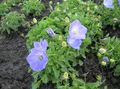 light blue Campanula, Italian Bellflower Photo, cultivation and description, characteristics and growing