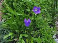 blue Campanula, Italian Bellflower Photo, cultivation and description, characteristics and growing