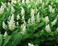 white Canada Mayflower, False Lily of the Valley, Smilacina, Maianthemum  canadense Photo, cultivation and description, characteristics and growing