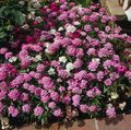 pink Garden Flowers Candytuft, Iberis Photo, cultivation and description, characteristics and growing