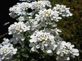 white Garden Flowers Candytuft, Iberis Photo, cultivation and description, characteristics and growing