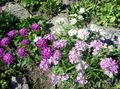 lilac Garden Flowers Candytuft, Iberis Photo, cultivation and description, characteristics and growing