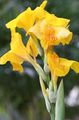 yellow Garden Flowers Canna Lily, Indian shot plant Photo, cultivation and description, characteristics and growing