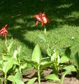 red Garden Flowers Canna Lily, Indian shot plant Photo, cultivation and description, characteristics and growing