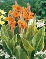 orange Garden Flowers Canna Lily, Indian shot plant Photo, cultivation and description, characteristics and growing