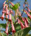 pinkki Puutarhakukat Cape Fuksia, Phygelius capensis kuva, muokkaus ja tuntomerkit, ominaisuudet ja viljely